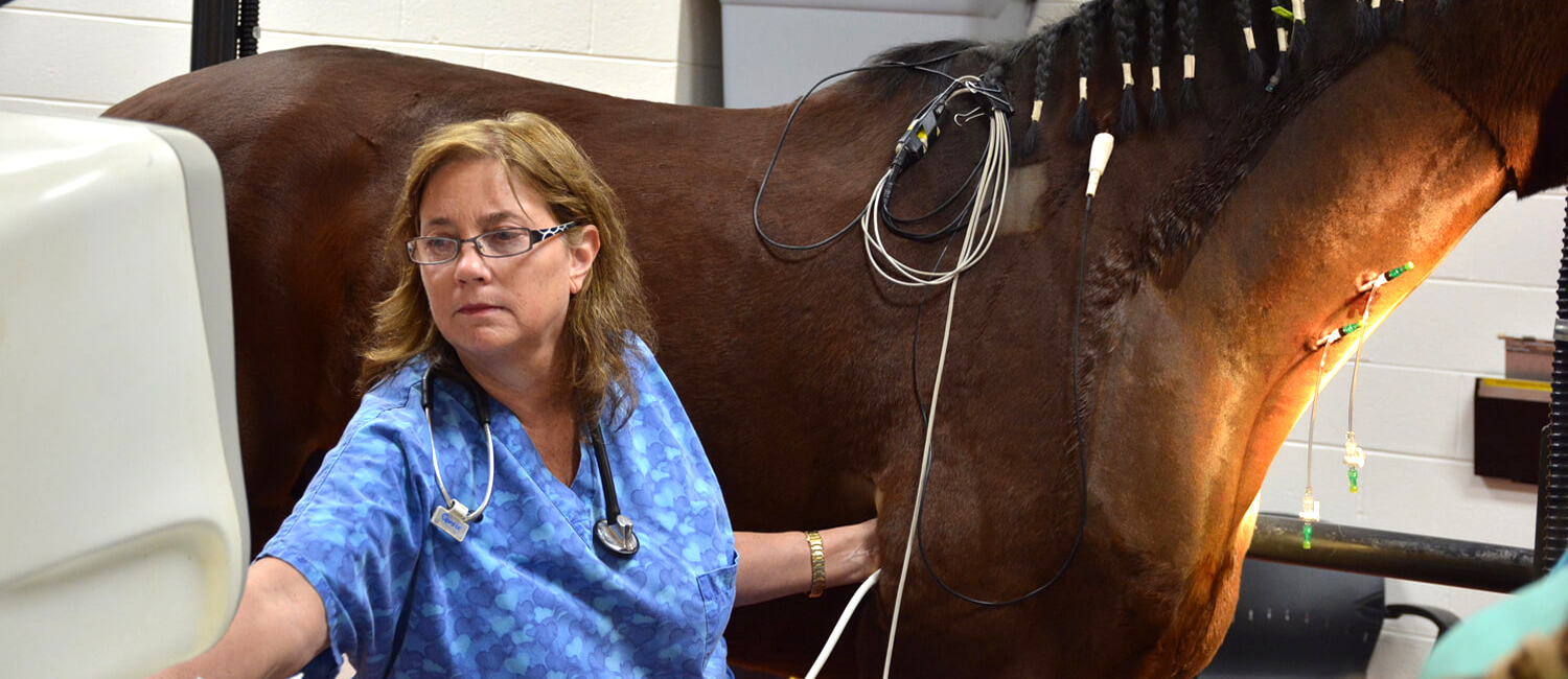 Dr. Virginia Reef works on an equine cardiac case.