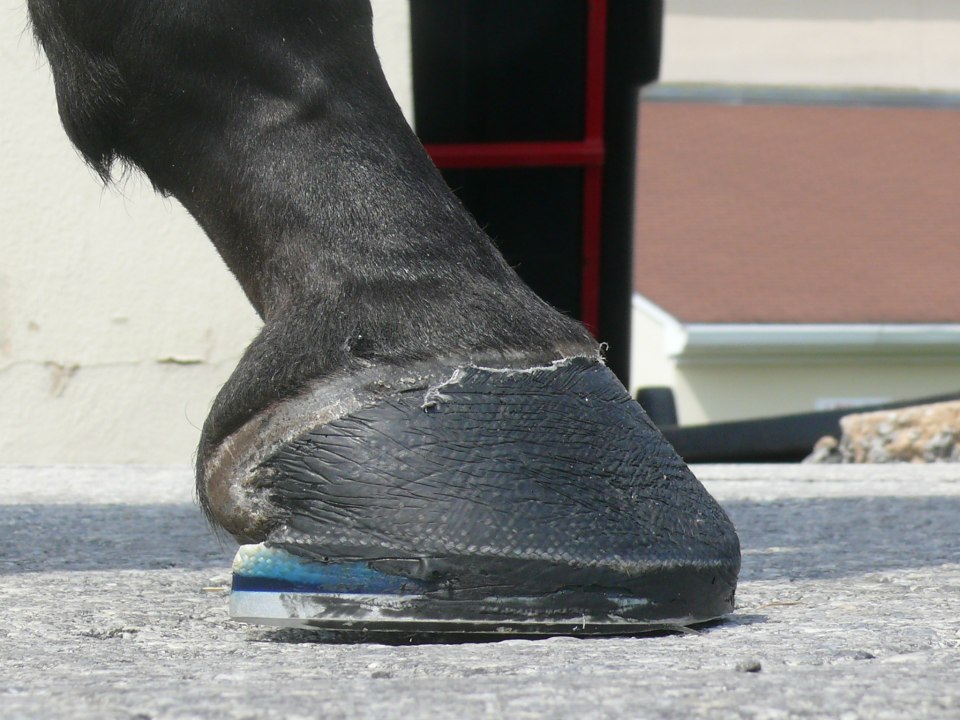 New Bolton Farrier Glue On Shoe