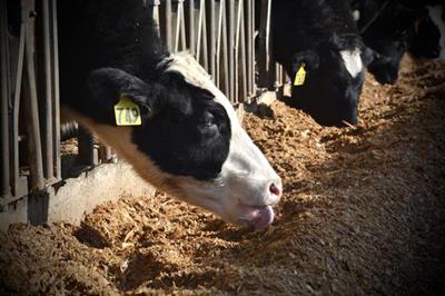 The quality and cost of animal feed is just one area assessed by Penn Vet experts.