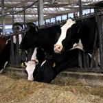 Cows feeding at Marshak Dairy, New Bolton Center