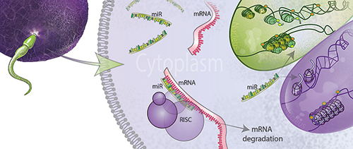 MicroRNAs in sperm target maternal mRNA for destruction to influence offspring development.