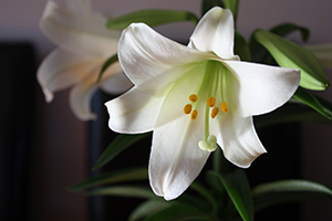 Easter-Lily-sm