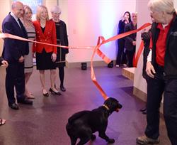 Pacy, from the Penn Vet Working Dog Center, pulls the ribbon open