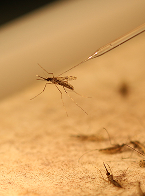 Mosquitoes used in Dr. Povelones malaria research.