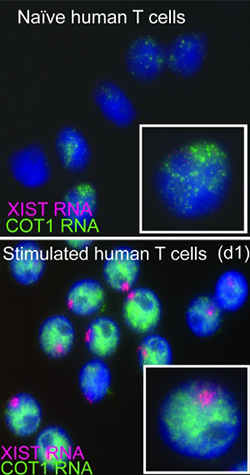 Naive T cells lack a tight association of Xist with the X chromosome, though Xist returns when T cells are stimulated.