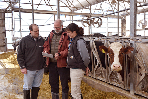 David Galligan (center), director of Penn Vet’s Center for Animal Health and Productivity, speaks with vets Joe Bender and Meggan Hain at New Bolton Center’s Marshak Dairy. The Center’s software products offer Pennsylvania dairy farmers valuable information about nutrition.