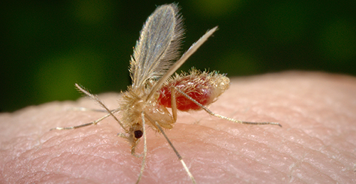 A bite from a sand fly transmits leishmaniasis. The Penn study's findings may help inform vaccine development.