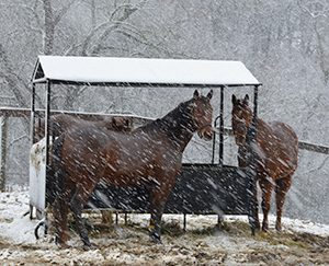 snowy-horses
