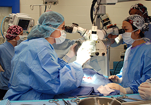 Dr. Lillian Aronson (l) conducts a feline kidney transplant.