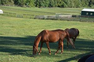 Two horses in field