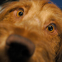 Photo of close-up of dog's face