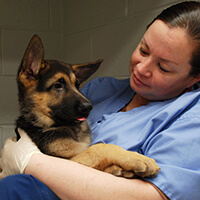Photo of German Shepherd puppy held by a nurse