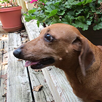 Photo of a dachshund