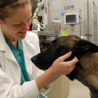 Photo of a Belgian Malinois held by a veterinarian