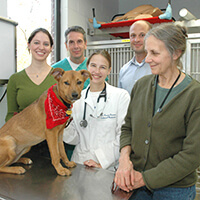Photo of dog surrounded by veterinarians