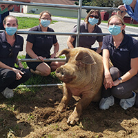 Photo of large pig surrounded by veterinary staff