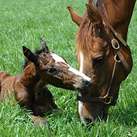 Photo of foal and mother in the grass