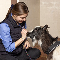 Photo of a veterinarian with a goat