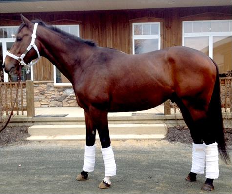 Paynter leaving Fair Hill Equine Therapy Center