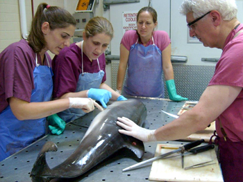 Dr. Perry Habecker (right) leads a dolphin necropsy.