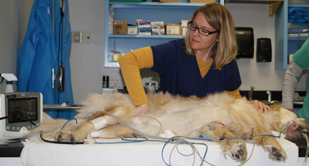 A sedated dog is prepared for elbow injection in a stem cell study.