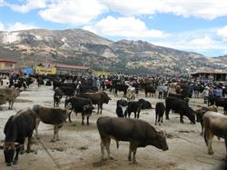 Characterized by small farms, Peru’s Cajamarca is one of the country’s major dairy-producing regions.