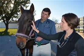 Dr. Amy Johnson and Dr. Ray Sweeney examine a horse.