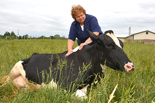 Dr. Linda Baker attends to one of the dairy cows at Marshak Dairy.