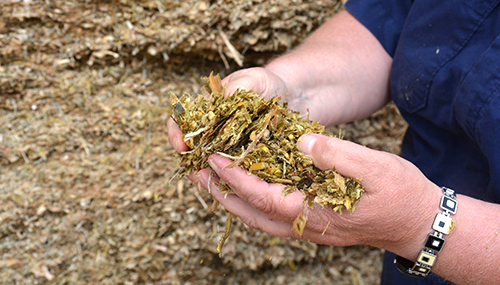 Corn silage, the main component of a dairy cow's diet