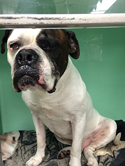 Darius, a large pit bull-American bulldog mix, was pulled by firefighters from a burning home and rushed to Ryan Hospital.