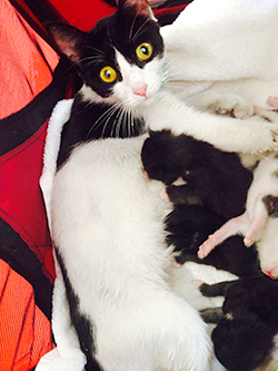 A cat was reunited with her kittens after they were treated for smoke inhalation.