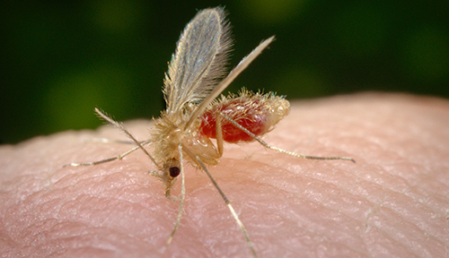 Mosquitoes are vectors for many human dieases