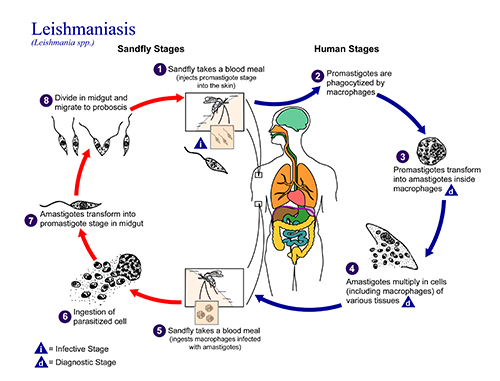 The life cycle of leishmaniasis