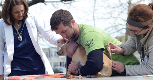 Dr. Brittany Watson supervises a vaccination at a Pets For Life event.