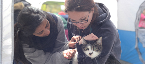 Penn Vet students vaccinate a pet cat at a Pets For Life event on World Veterinary Day.