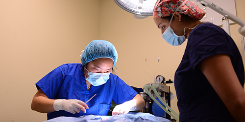 Dr. Brittany Watson (r) oversees student Jasmine Lee, V'16, during a spay surgery at ACCT.