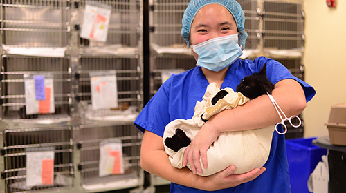 Penn Vet student Jasmine Lee, V'16, holds her feline patient after performing spay surgery at ACCT.