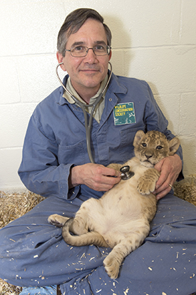Dr. Paul Calle, with an African lion cub. Photo courtesy of Julie Larsen Maher © WCS
