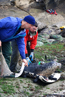 Dr. Joe Gaydos works with marine life in the Pacific Northwest
