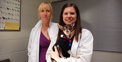 Professor of Oncology Dr. Karin Sorenmo, at left, founded and runs Penn Vet’s Shelter Canine Mammary Tumor Program. She is pictured with Kiley Daube, DVM, and patient Brownie.