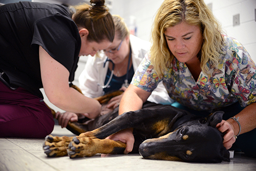 Diamond, a patient in the Shelter Canine Mammary Tumor Program, has her sutures removed by (from left) Jessica Bosco, CVT, Julie Gee, V’17, and Heather Rudolph, CVT.