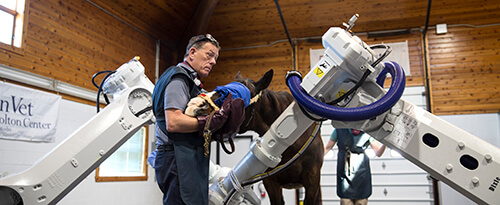 Dr. Dean Richardson, Chief of Surgery at New Bolton Center, works with the new robotics-controlled system for use with the standing and moving horse.