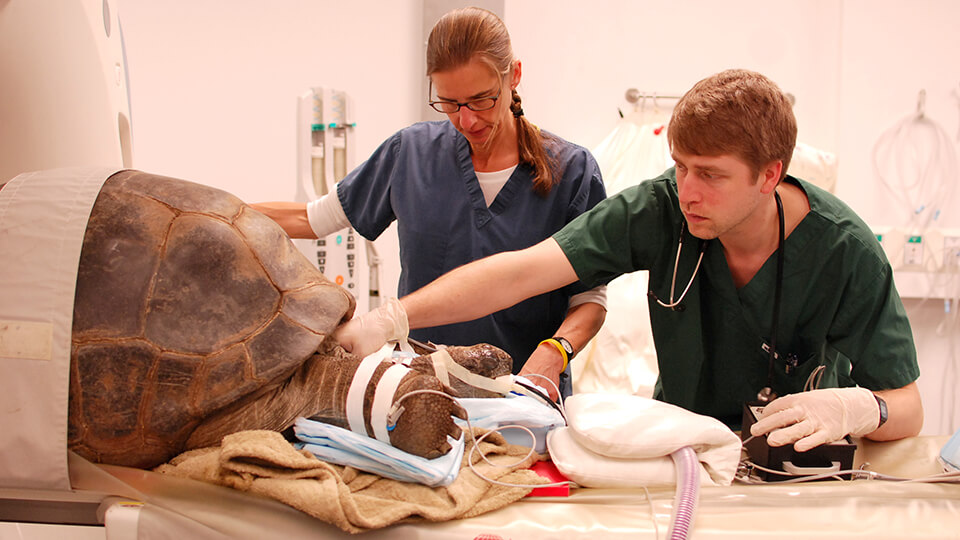 Radiology technician My Inderelst and Dr. Raphael Vezina-Audette, Anesthesia Resident at Ryan Hospital, prepare an Aldabra tortoise from the Philadelphia Zoo for a CAT scan.