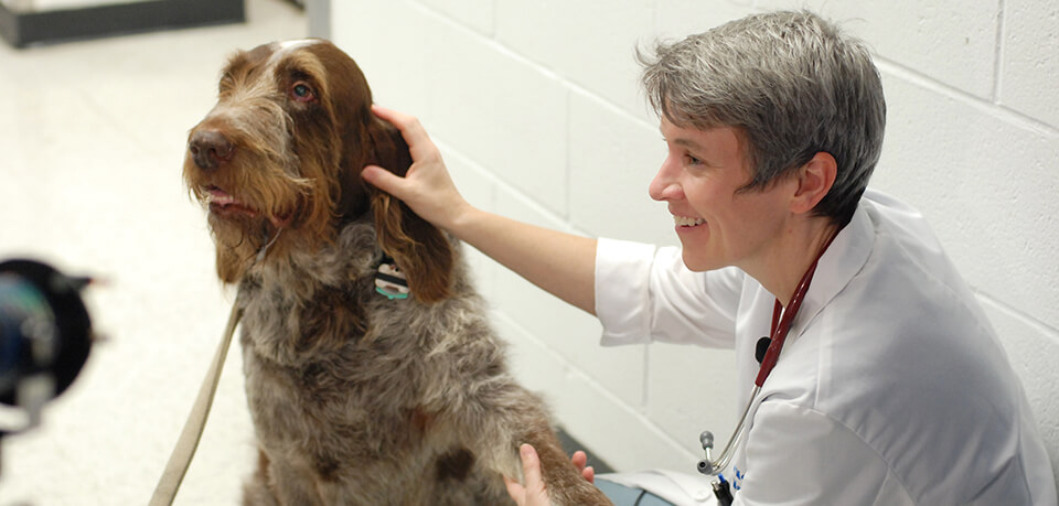 Dr. Nicola Mason poses with Denali, a ten-year-old Spinone Italiano enrolled in her osteosarcoma clinical trial.