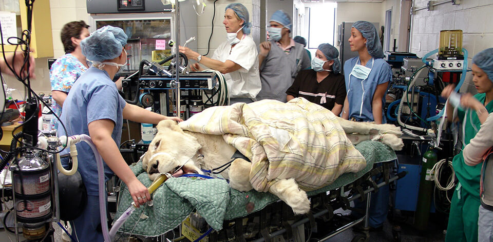 Philadelphia Zoo sought specialty care at Penn Vet’s Ryan Hospital for a lion showing blood in her urine.