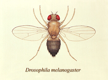 Drosophila image provided by the CDC.