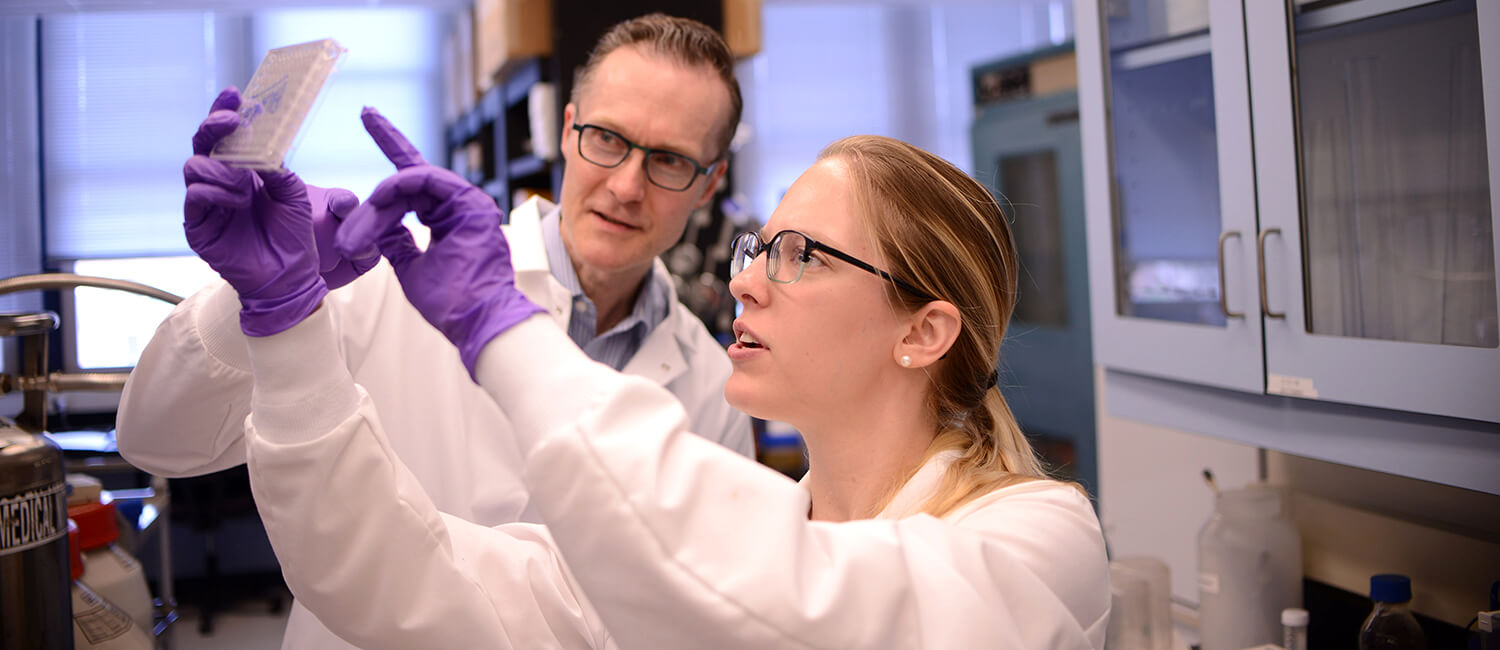 Dr. Oliver Garden and Sabina Hlavaty view a plate of cultured canine bone marrow cells to compare conditions during an experiment.