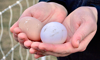 Linnea Tracy, V’19, holds eggs from Dr. David Levine’s backyard flock.