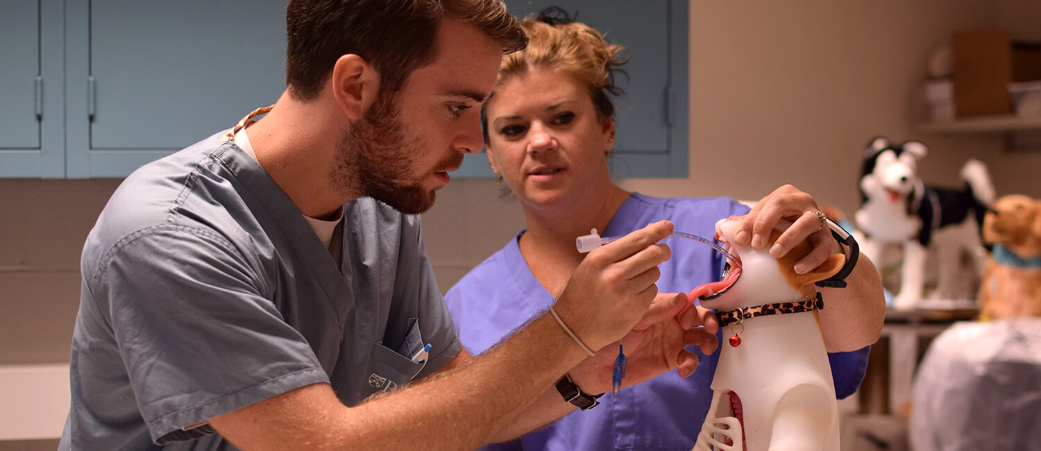 Patrick Robbins, V’20, prepares to intubate a feline simulation model under the guidance of Teaching Lab Coordinator Heather Rudolph, CVT.