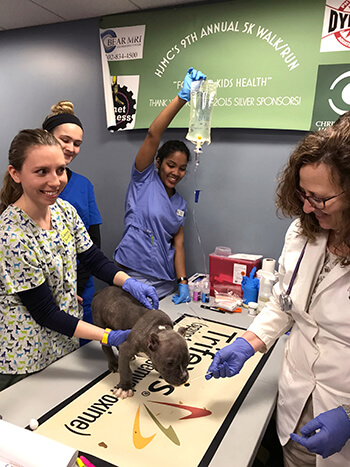Pre-veterinary, veterinary, and nursing students examine animal and human patients at the free-to-patients One Health Clinic